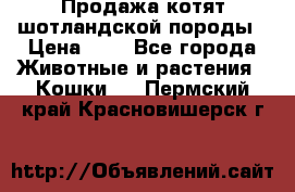 Продажа котят шотландской породы › Цена ­ - - Все города Животные и растения » Кошки   . Пермский край,Красновишерск г.